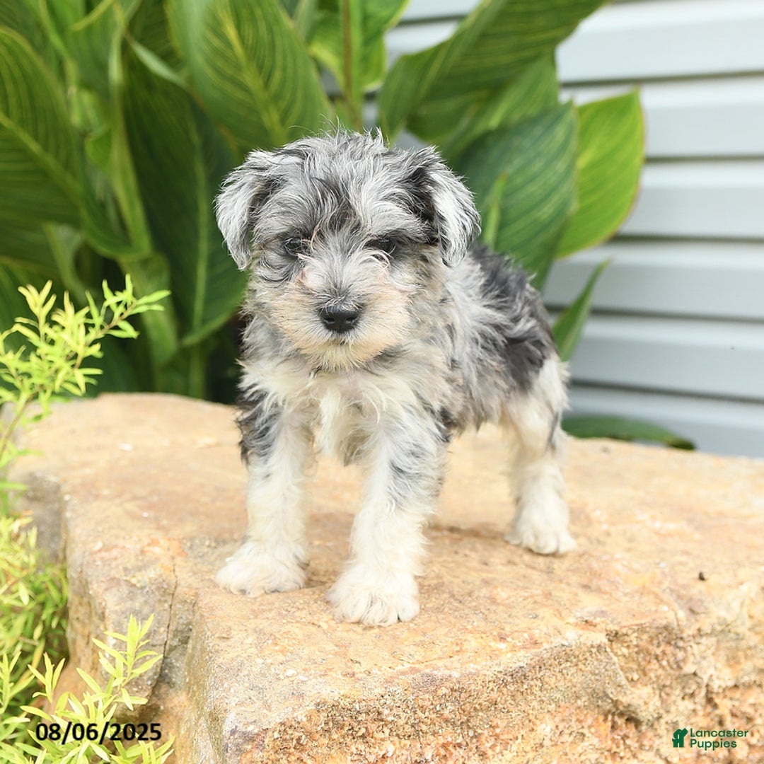 Miniature Schnauzer dogs for sale: Micky - Image 5