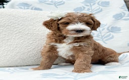 Goldendoodle dogs for sale: Charlotte - Image 6