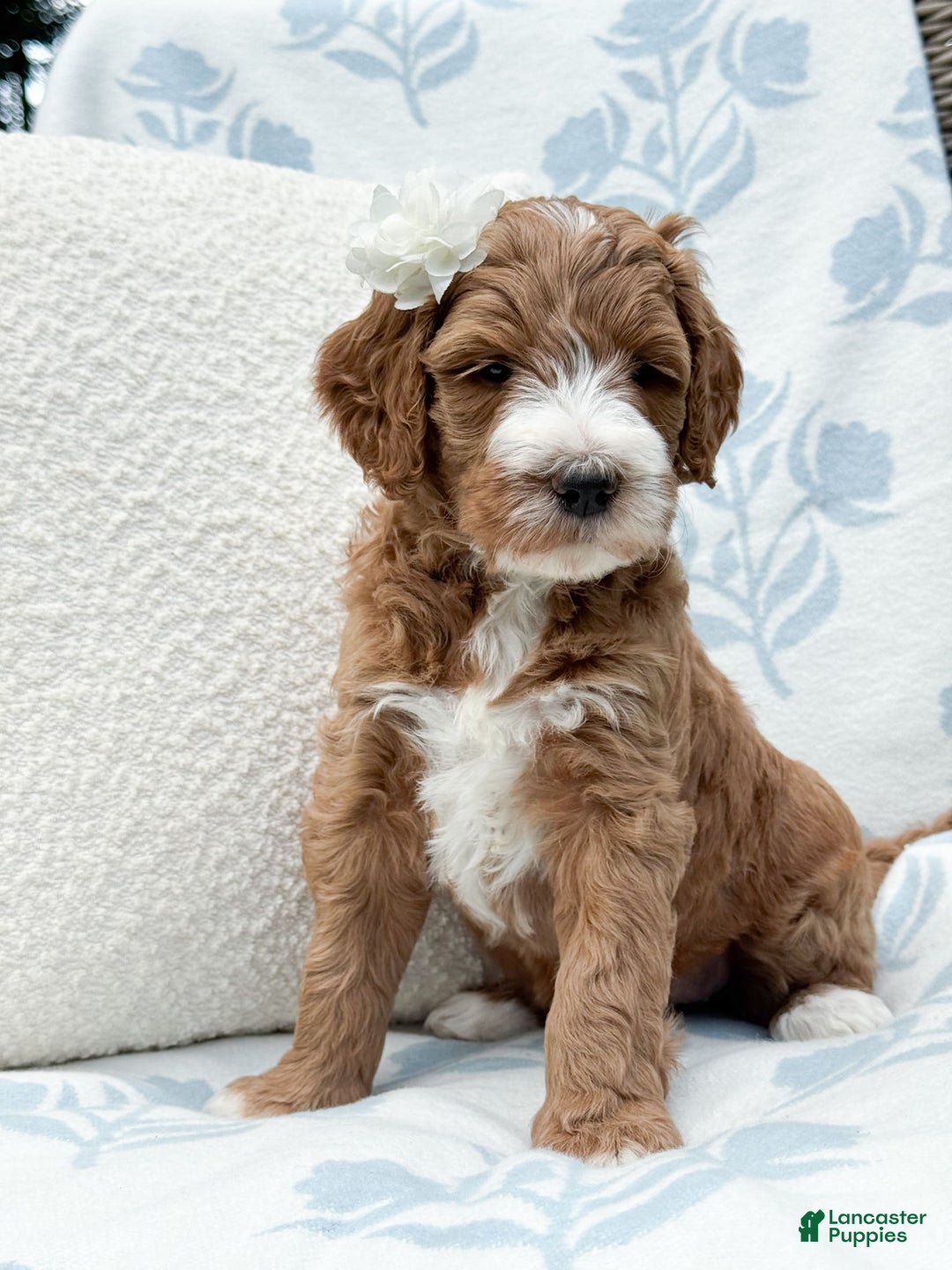 Goldendoodle dogs for sale: Charlotte - Image 6