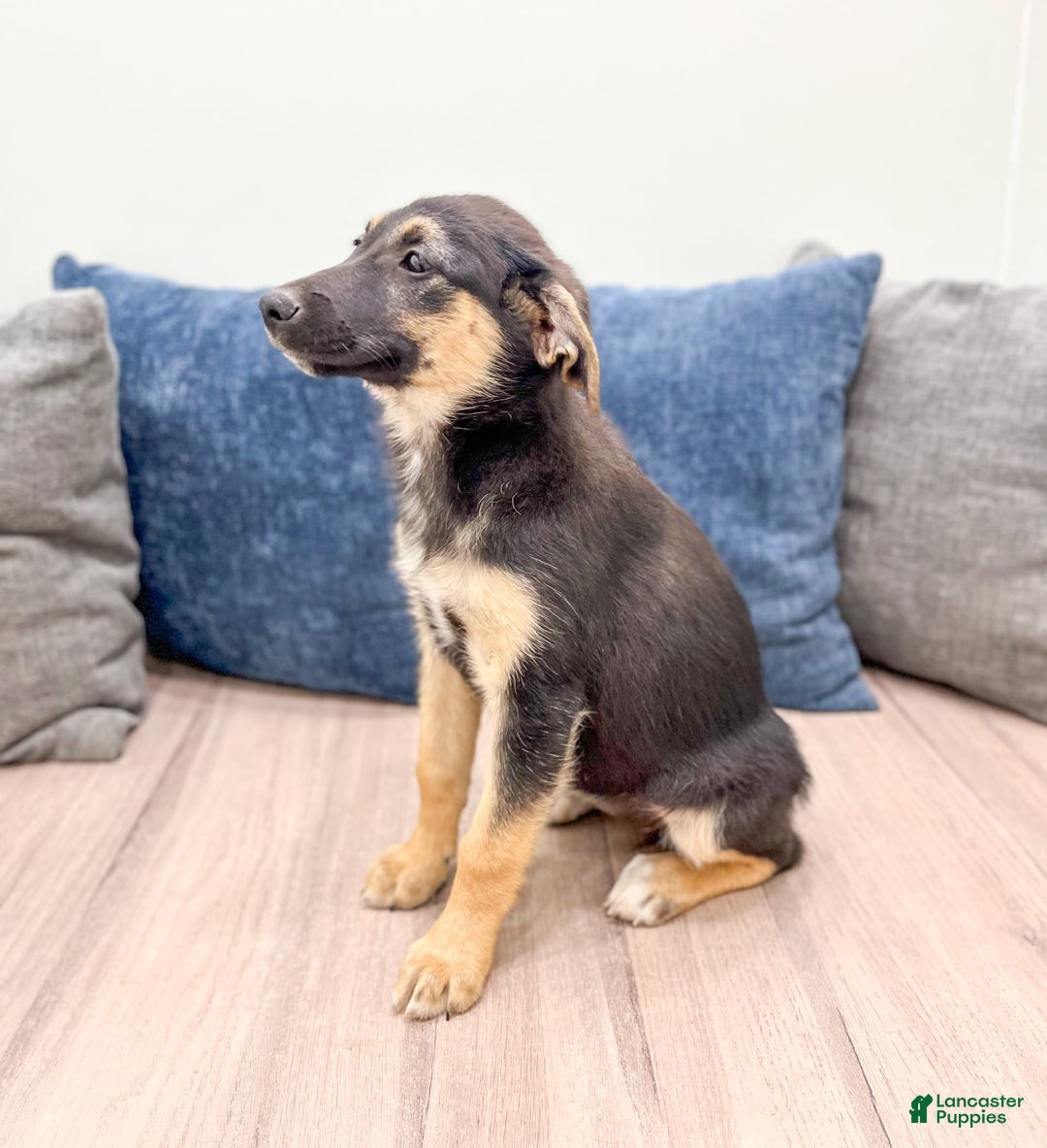 Miniature Australian Shepherd dogs for sale: Stella - Image 4