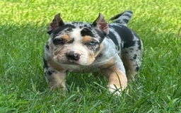 American Bully dogs for sale: Remi - Image 5