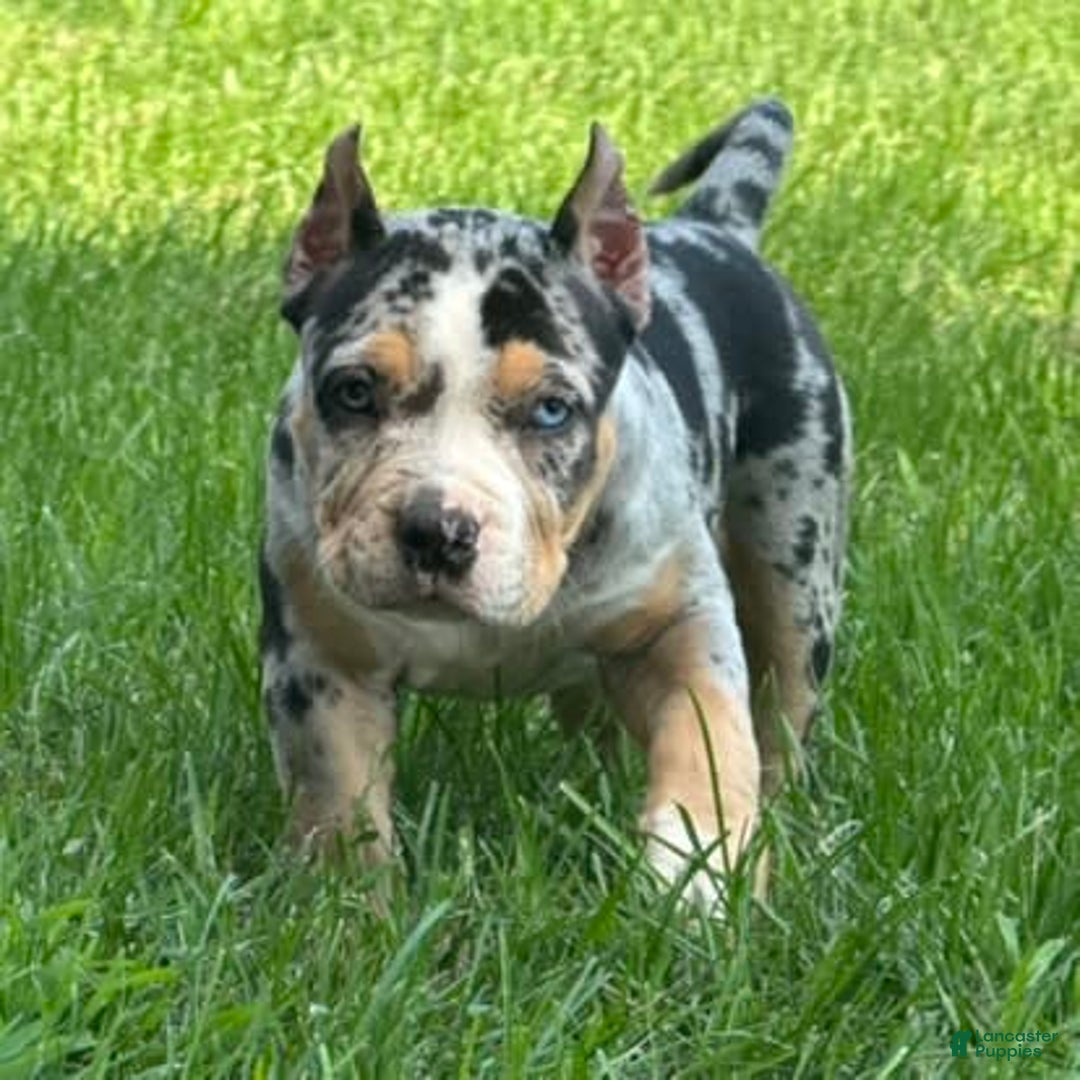 American Bully dogs for sale: Remi - Image 5