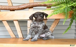 German Shorthaired Pointer dogs for sale: Basil - Image 2
