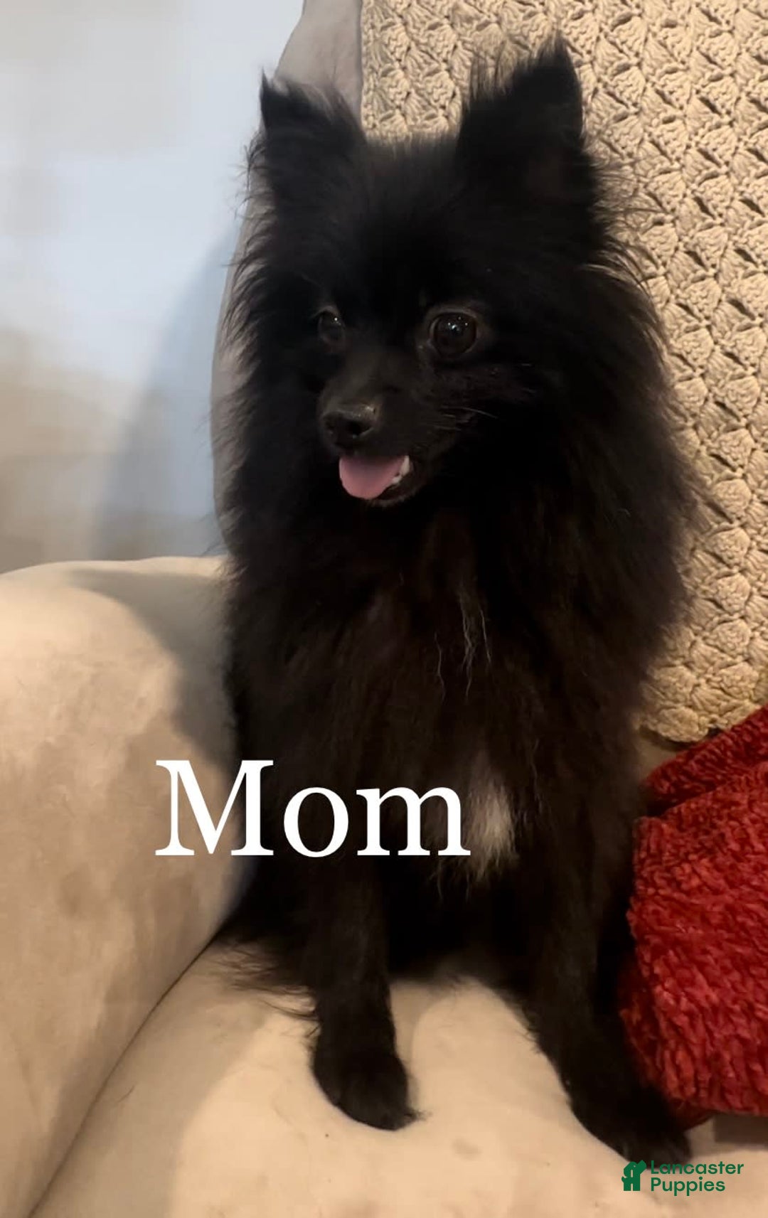 Pomeranian dogs for sale: Ash - Image 4