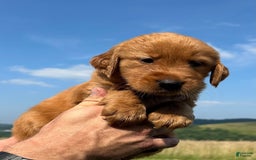 Golden Retriever dogs for sale: Fin - Image 10