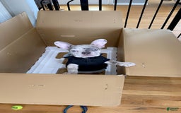 French Bulldog dogs for sale: Royal - Image 2