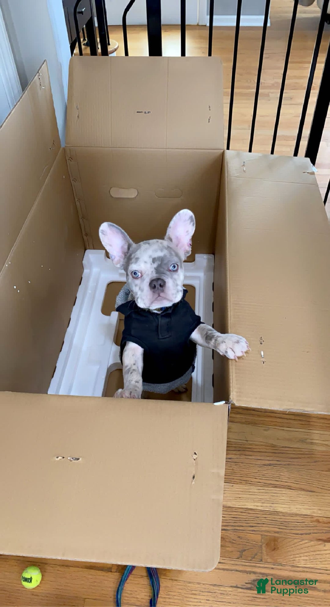 French Bulldog dogs for sale: Royal - Image 2
