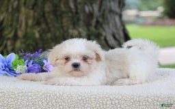 Shih Tzu dogs for sale: Cathy - Image 4