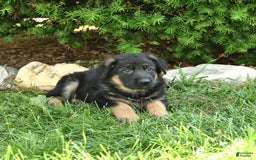 German Shepherd dogs for sale: Meg - Image 1
