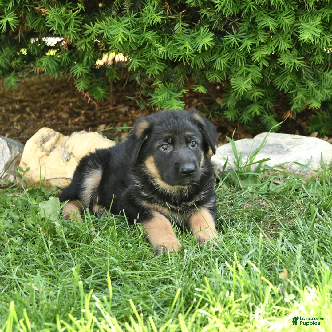 German Shepherd dogs for sale: Meg - Image 1