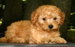Mini Goldendoodle dogs for sale: Lexie - Image 4