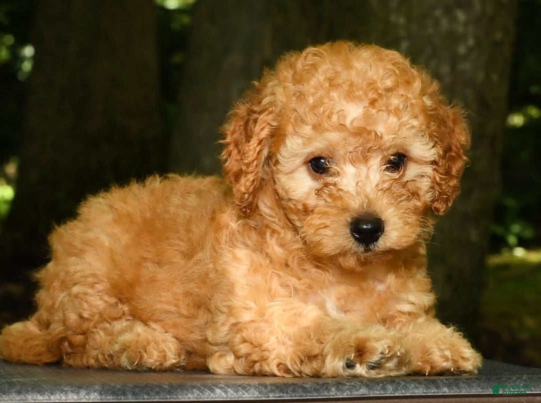 Mini Goldendoodle dogs for sale: Lexie - Image 4