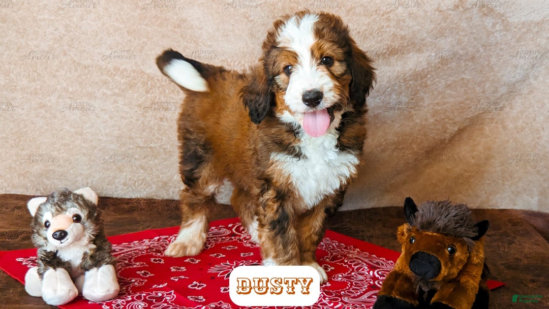 Bernedoodle dogs for sale: Dusty - Image 11