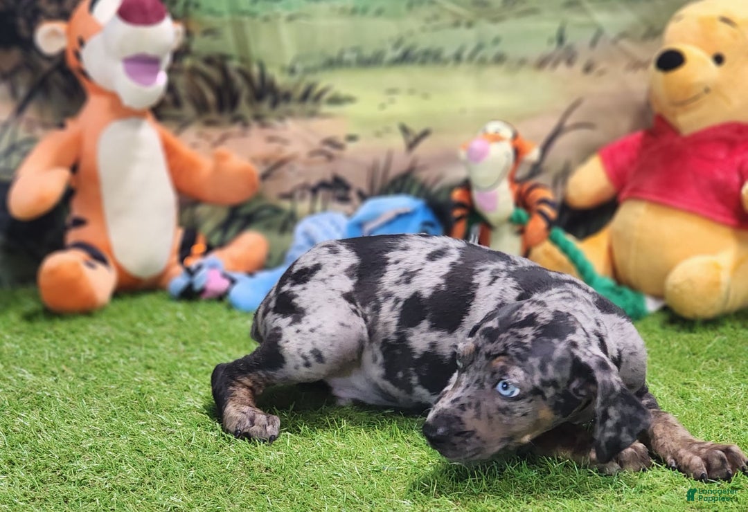 Catahoula Leopard Dog dogs for sale: Houdini 2025 Male 5 - Image 10