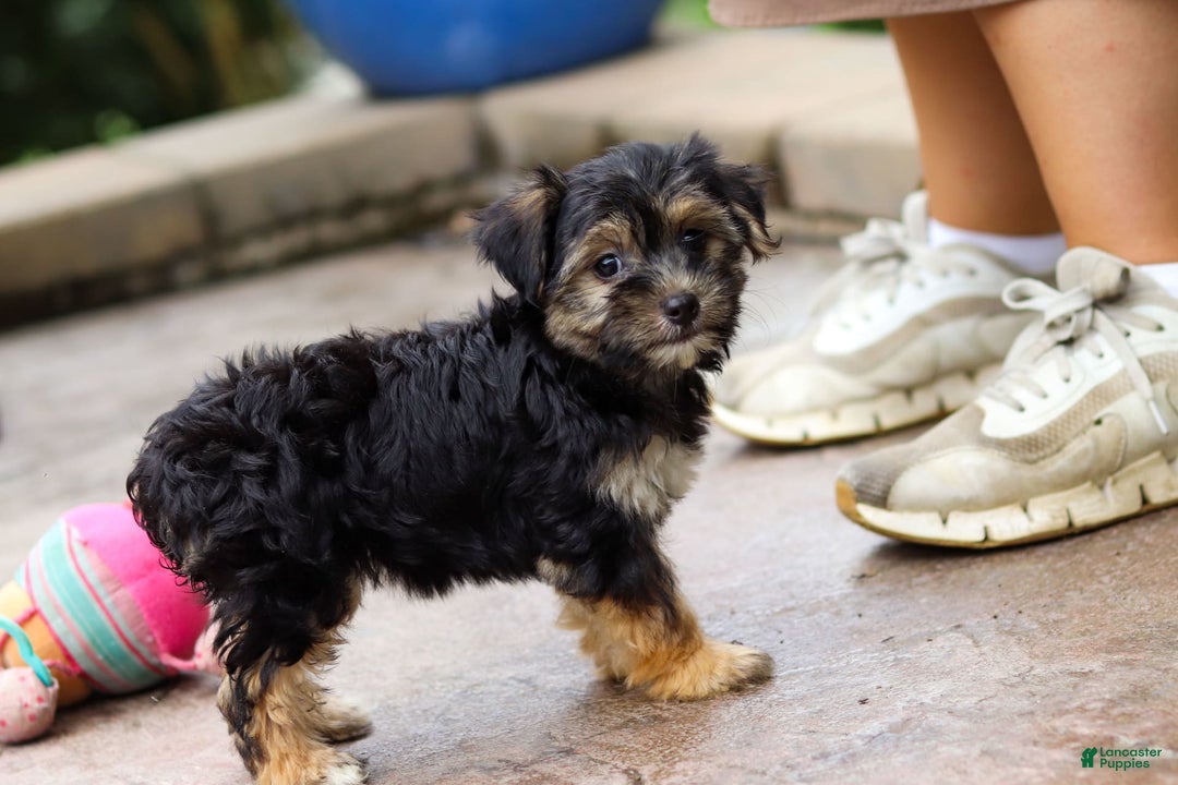 Morkie dogs for sale: Janis - Image 10
