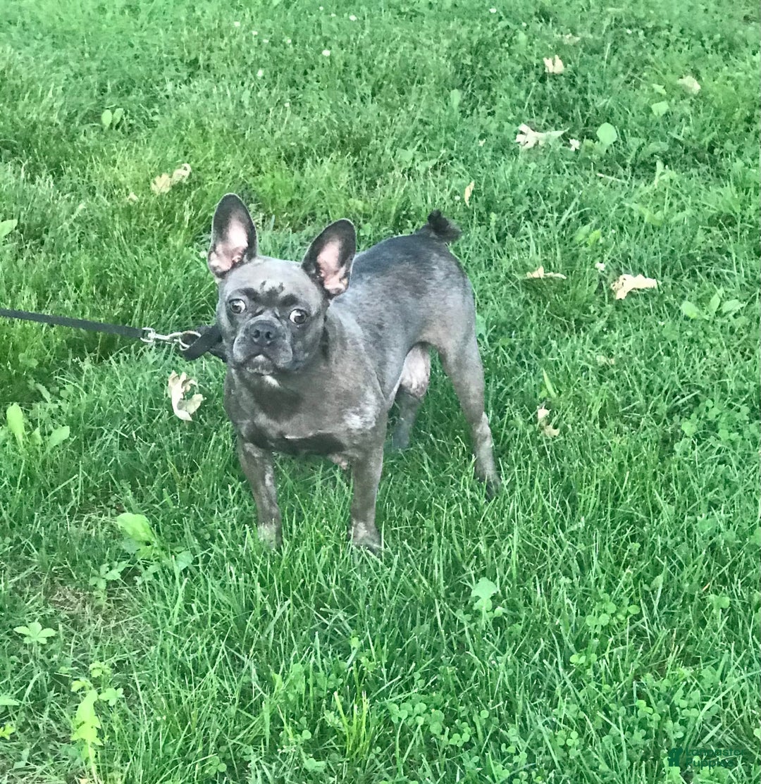 Frenchton dogs for sale: Carly - Image 4