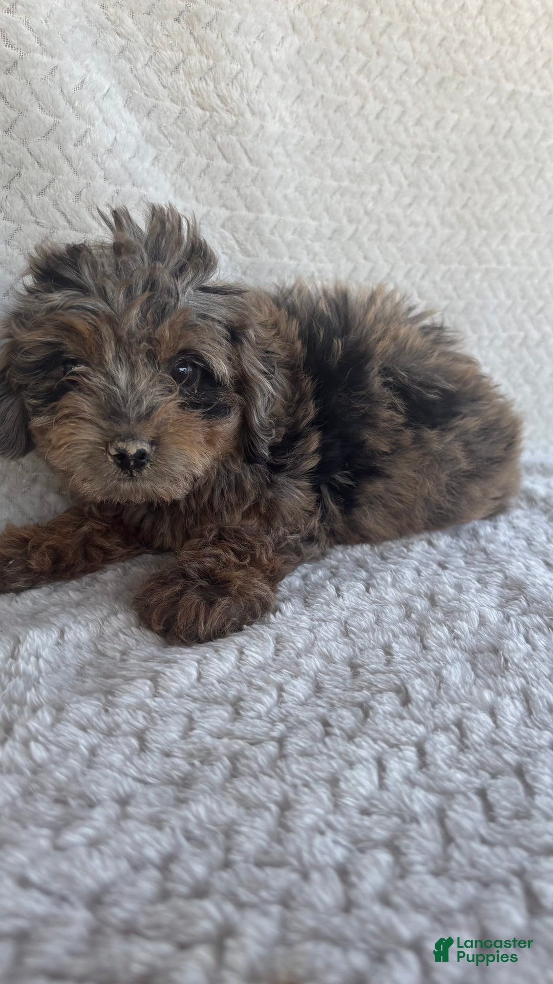Mini Aussiedoodle dogs for sale: Holly - Image 7