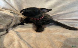 German Shepherd dogs for sale: Peanut - Image 3