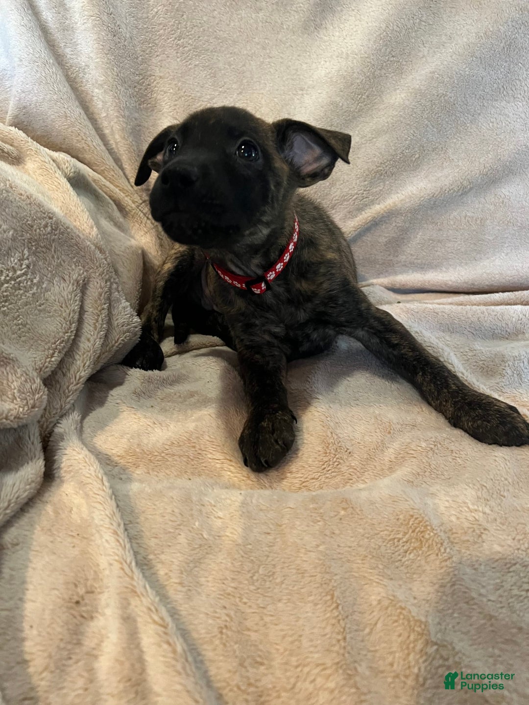 German Shepherd dogs for sale: Peanut - Image 3
