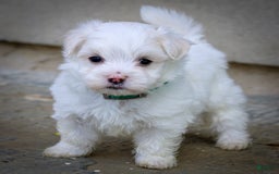 Maltese dogs for sale: Reign - Image 10