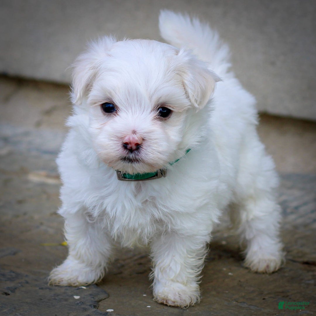 Maltese dogs for sale: Reign - Image 10