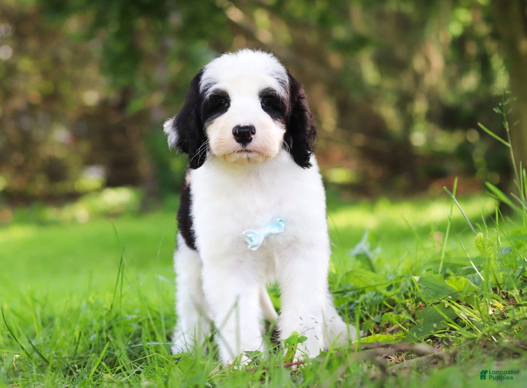 Sheepadoodle dogs for sale: Everett - Image 7