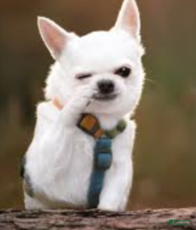 Yochon dogs for sale - Ad 1
