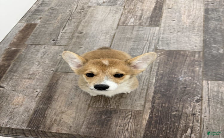 Welsh Corgi Pembroke dogs for sale - Ad 1