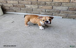 English Bulldog dogs for sale: Reagan - Image 2