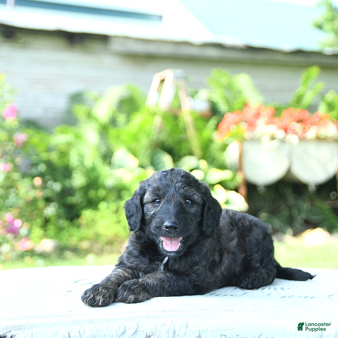 Mini Goldendoodle dogs for sale: Atlas - Image 5
