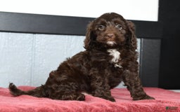 Cavapoo dogs for sale: Joey - Image 4