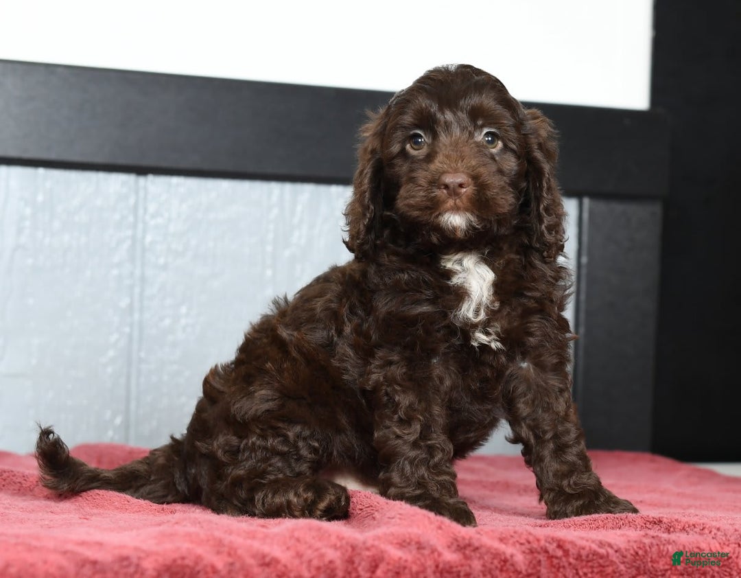 Cavapoo dogs for sale: Joey - Image 4