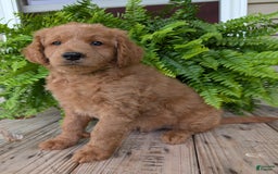Goldendoodle dogs for sale: Reed - Image 26