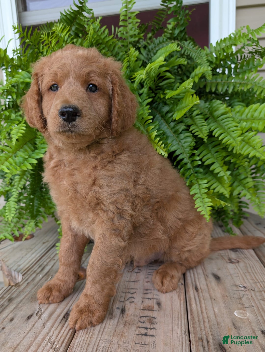 Goldendoodle dogs for sale: Reed - Image 26