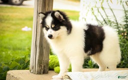 Pomsky dogs for sale: Flare - Image 18