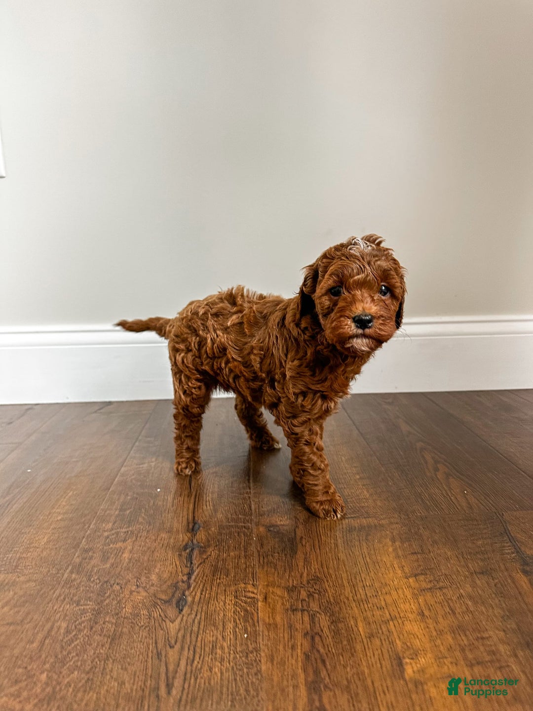 Mini Goldendoodle dogs for sale: Rosco - Image 7