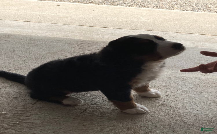 Bernese Mountain Dog dogs for sale - Ad 1