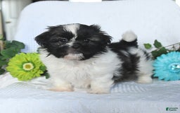 Shih Tzu dogs for sale: Asher - Image 1