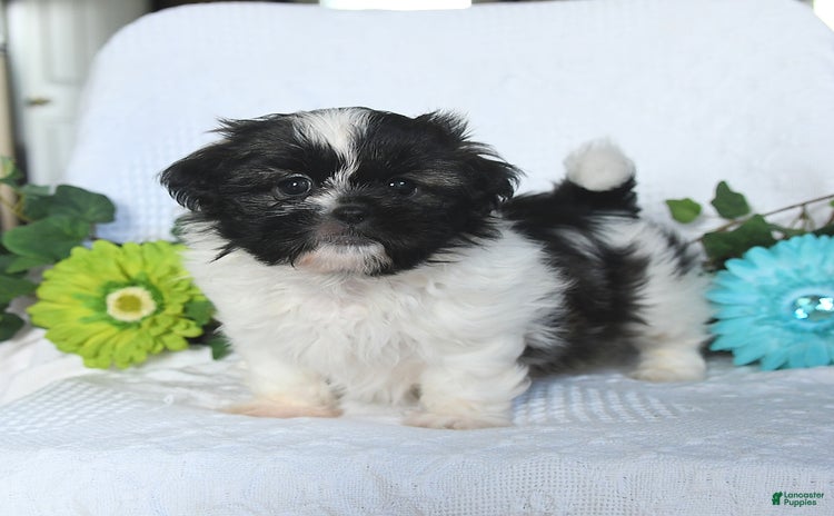 Shih Tzu dogs for sale - Ad 5