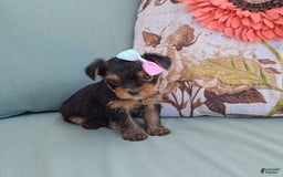 Yorkshire Terrier dogs for sale: Zoey - Image 1