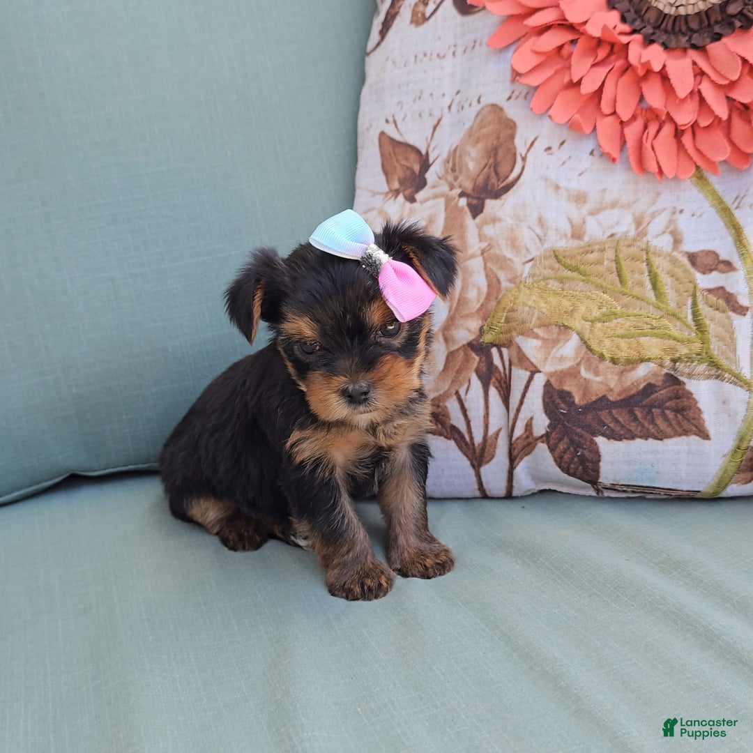 Yorkshire Terrier dogs for sale: Zoey - Image 1