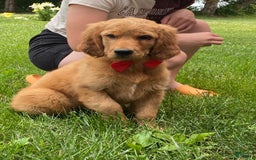 Golden Retriever dogs for sale: Gunther - Image 25