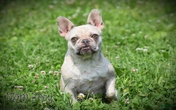 French Bulldog dogs for sale: Tria - Image 5