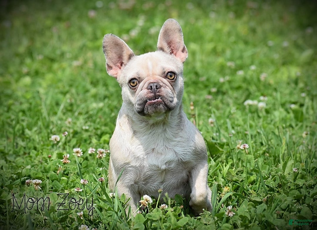 French Bulldog dogs for sale: Tria - Image 5