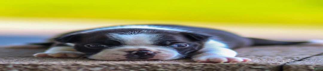 Paul
