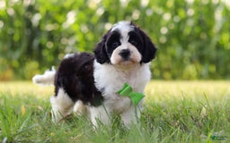 Cavapoo dogs for sale: Austin - Image 4