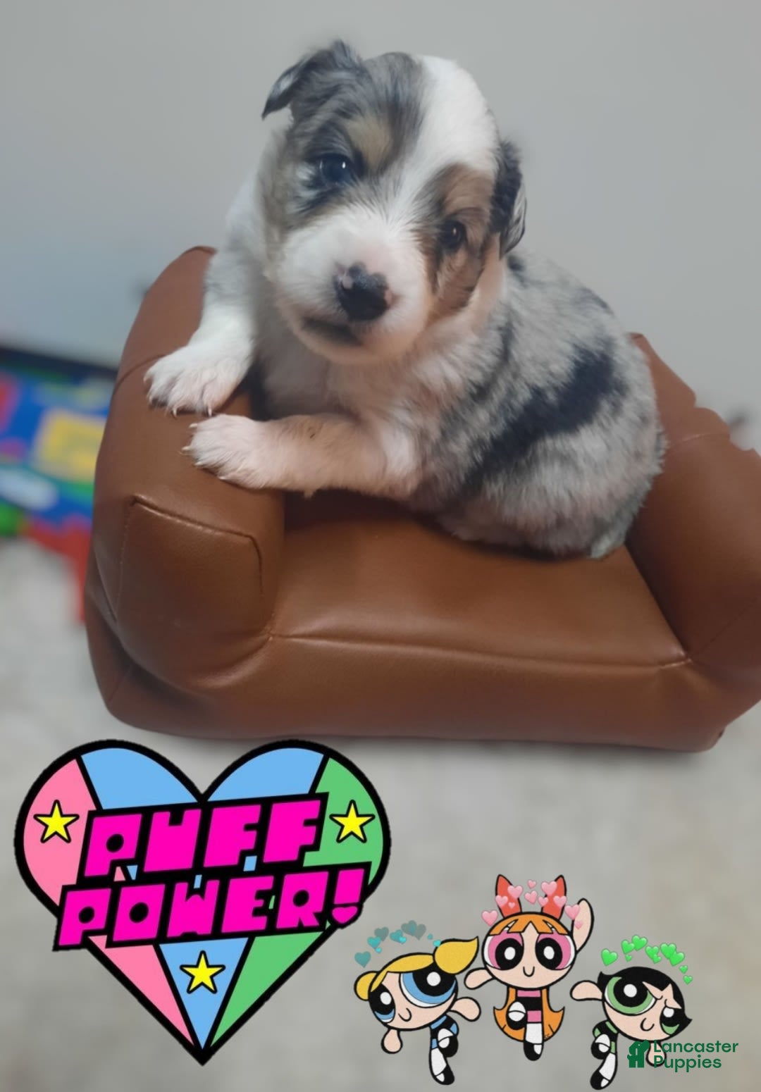 Miniature Australian Shepherd dogs for sale: Puff - Image 6