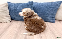 Mini Bernedoodle dogs for sale: Benji - Image 3