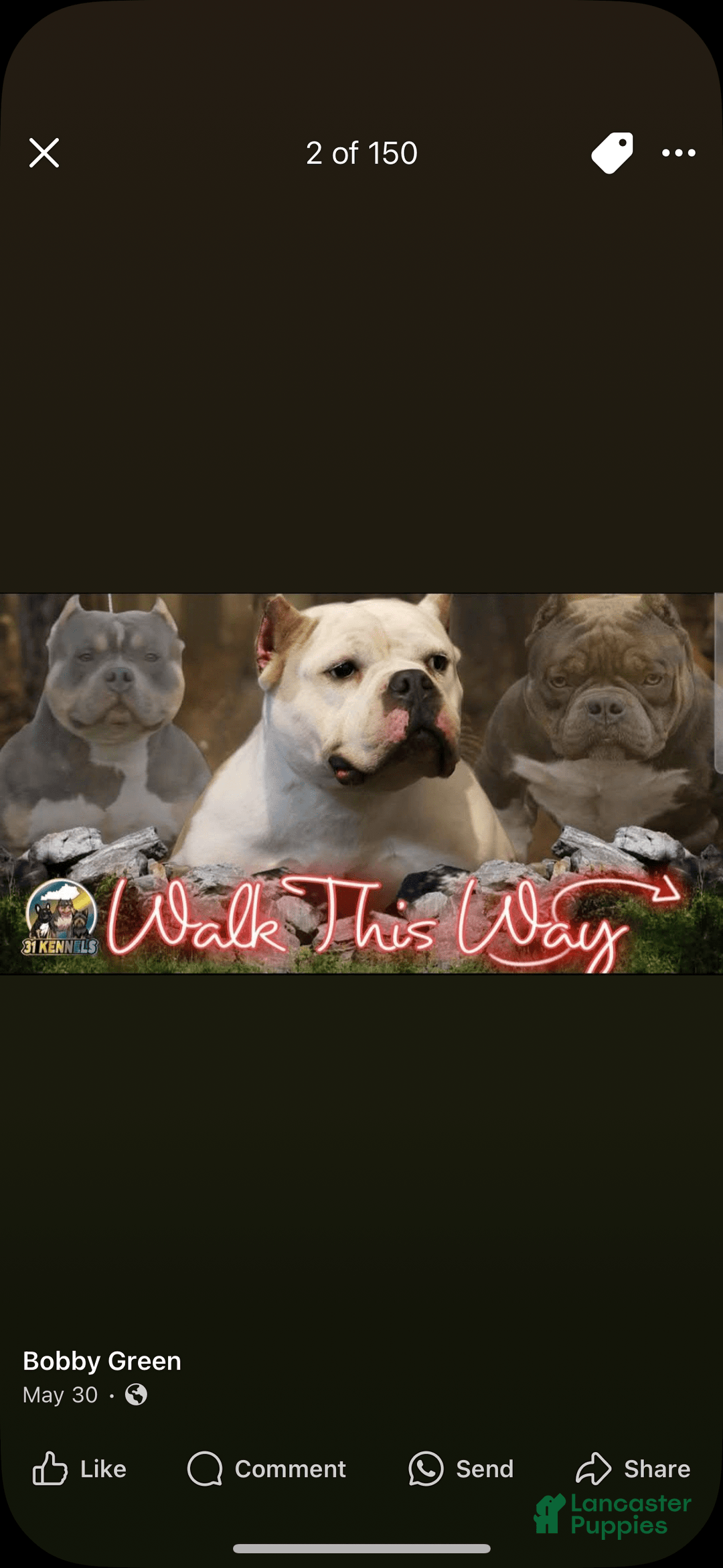American Bully dogs for sale: Cash - Image 2