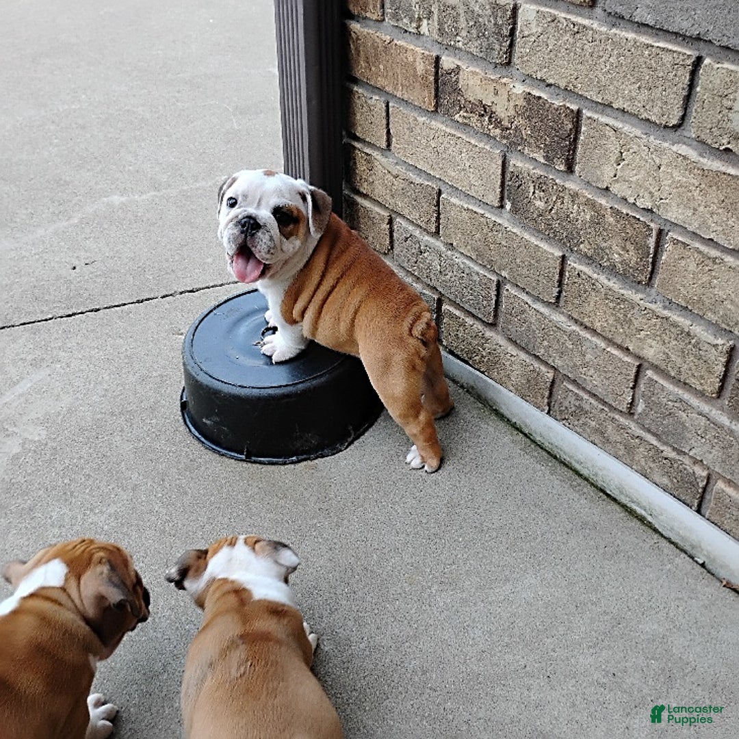 English Bulldog dogs for sale: Rumble - Image 13